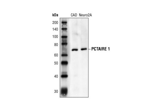 Western Blotting Image 1: PCTAIRE 1 Antibody