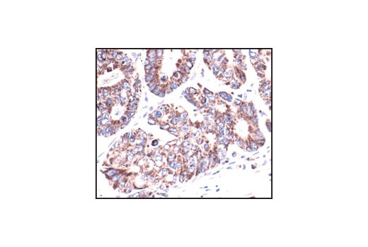 Immunohistochemistry Image 2: VDAC Antibody