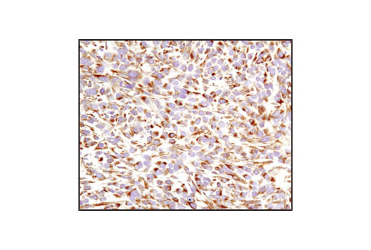 Immunohistochemistry Image 3: VDAC Antibody