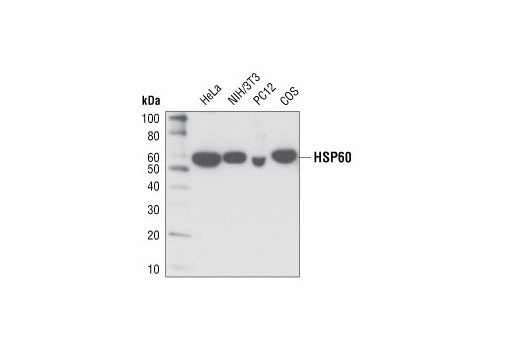 Western Blotting Image 1: HSP60 (D307) Antibody