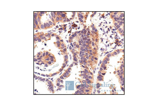  Image 25: Mouse Reactive Exosome Marker Antibody Sampler Kit
