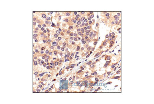 Immunohistochemistry Image 5: HSP70 Antibody