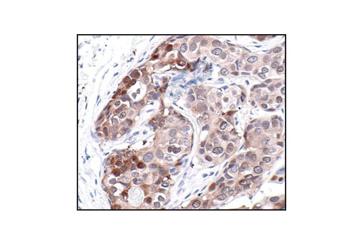 Immunohistochemistry Image 1: HSP70 (6B3) Rat mAb
