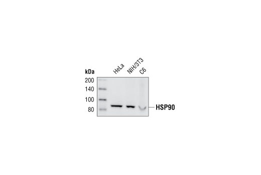 Western Blotting Image 1: HSP90 (E289) Antibody