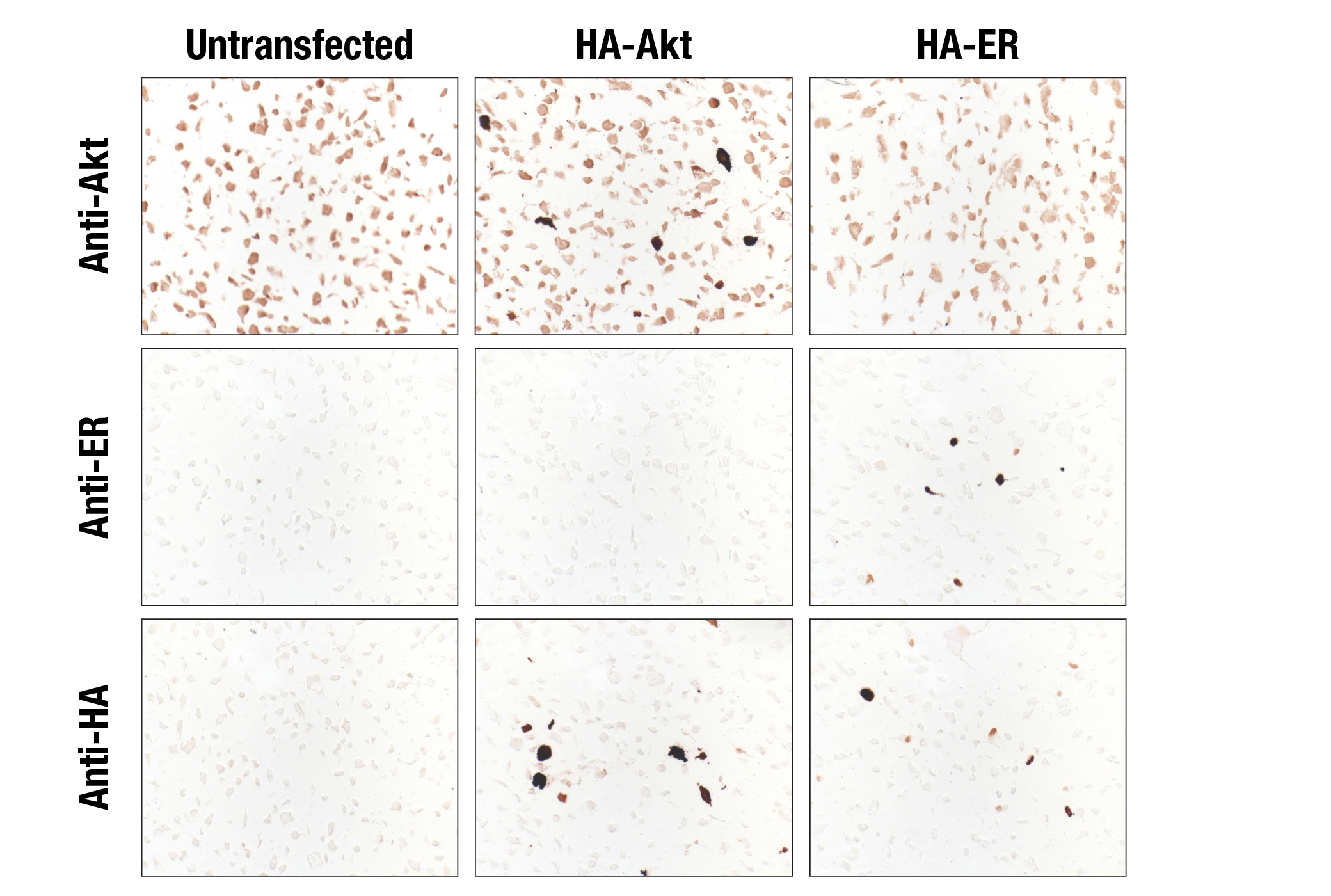 Immunohistochemistry Image 1: HA-Tag (6E2) Mouse mAb (BSA and Azide Free)