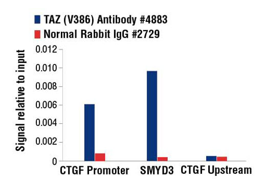 Chromatin Immunoprecipitation Image 1: TAZ (V386) Antibody