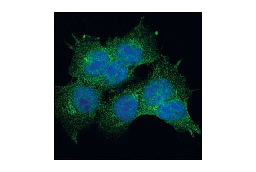 Immunofluorescence Image 1: UBE1a/b Antibody