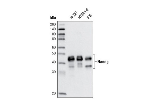  Image 6: StemLight™ iPS Cell Reprogramming Antibody Kit