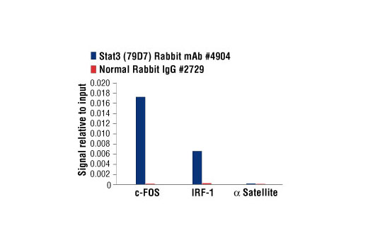 Chromatin Immunoprecipitation Image 1: Stat3 (79D7) Rabbit mAb