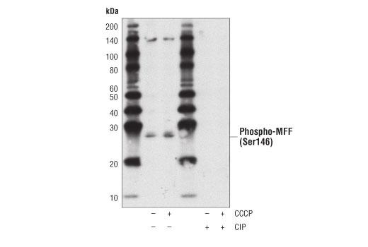 Western Blotting Image 2: Phospho-MFF (Ser146) Antibody