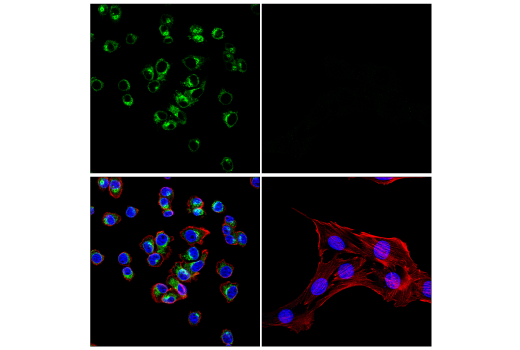 Immunofluorescence Image 5: ApoE (E7X2A) Rabbit mAb