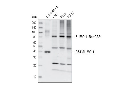 Western Blotting Image 1: SUMO-1 Antibody