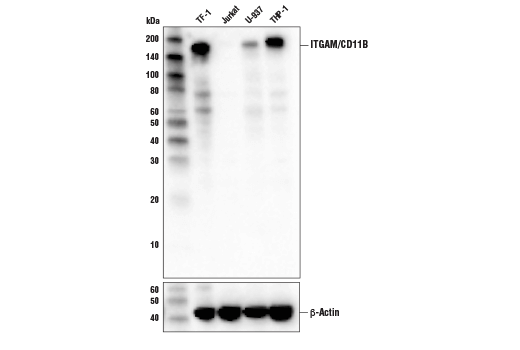  Image 6: Human Immune Cell Phenotyping IHC Antibody Sampler Kit