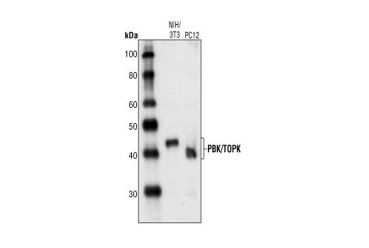 Western Blotting Image 1: PBK/TOPK Antibody