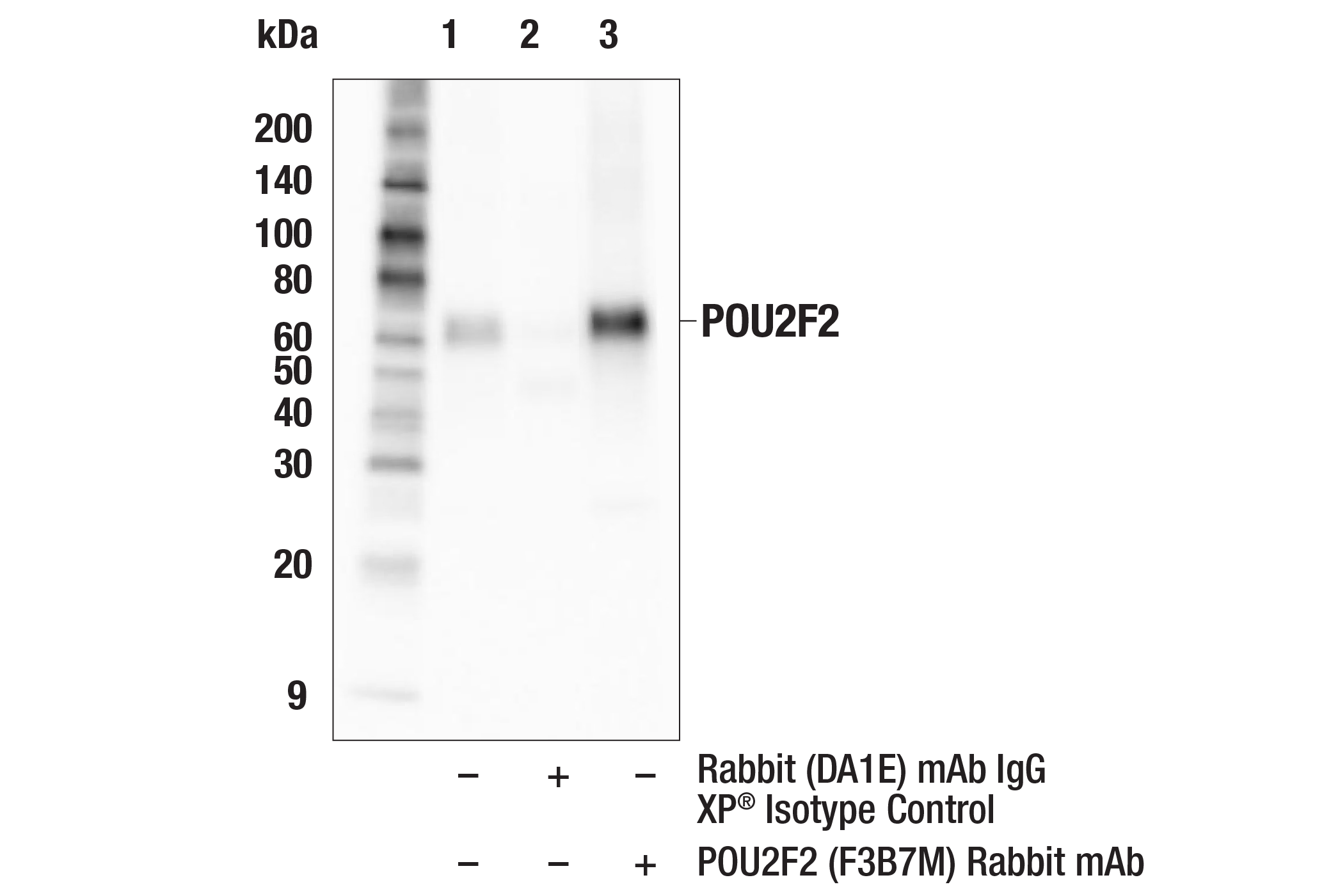 Immunoprecipitation Image 1: POU2F2 (F3B7M) Rabbit mAb