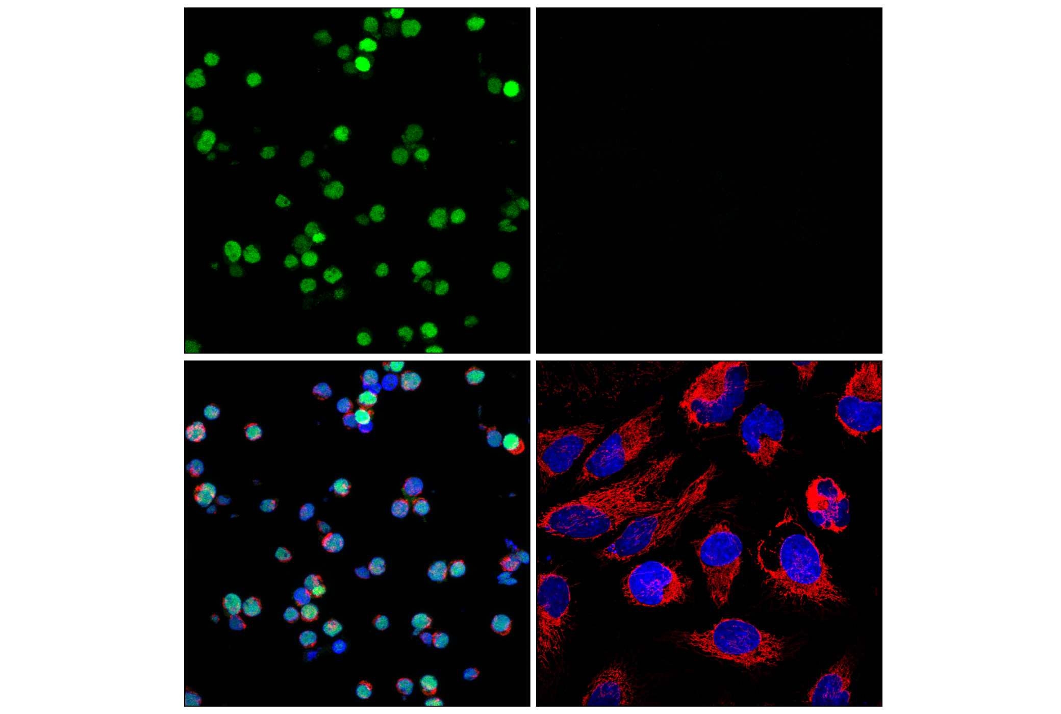 Immunofluorescence Image 3: POU2F2 (F3B7M) Rabbit mAb