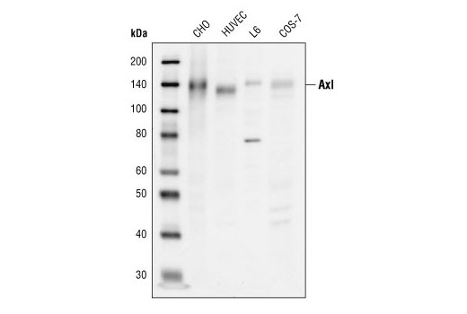 Western Blotting Image 1: Axl Antibody