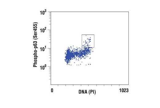 Flow Cytometry Image 1: Phospho-p63 (Ser455) Antibody