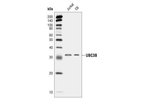 Western Blotting Image 1: UBC3B Antibody
