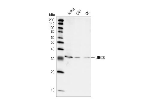 Western Blotting Image 1: UBC3 Antibody