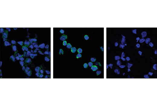 Immunofluorescence Image 1: Phospho-RelB (Ser552) Antibody