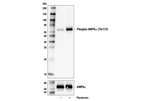Western Blotting Image 2: Phospho-AMPKα (Thr172) (D4D6D) Rabbit mAb