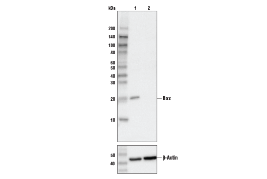  Image 13: Pro-Apoptosis Bcl-2 Family Antibody Sampler Kit