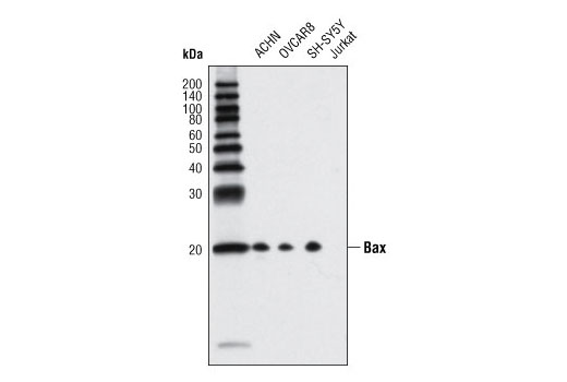  Image 21: Pro-Apoptosis Bcl-2 Family Antibody Sampler Kit