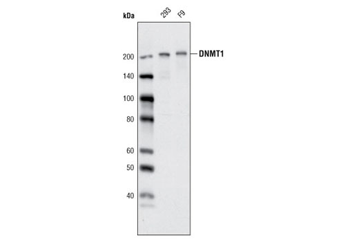 Western Blotting Image 1: DNMT1 (D63A6) XP® Rabbit mAb (BSA and Azide Free)