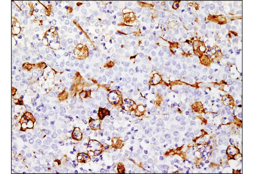 Immunohistochemistry Image 3: HSP27 (E1J4D) Rabbit mAb