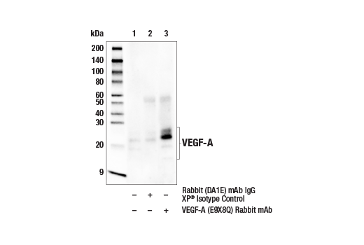 Immunoprecipitation Image 1: VEGF-A (E9X8Q) Rabbit mAb