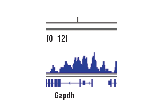 Chromatin Immunoprecipitation Image 1: SET1A (E3E2S) Rabbit mAb