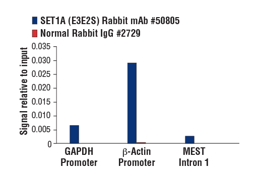 Chromatin Immunoprecipitation Image 2: SET1A (E3E2S) Rabbit mAb