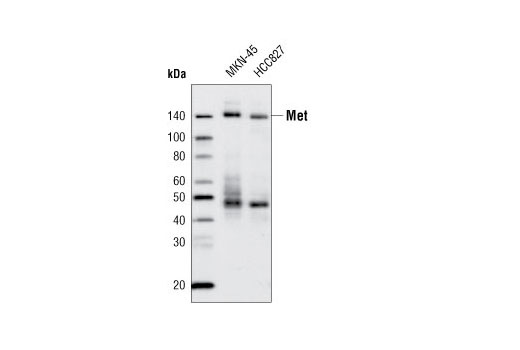 Western Blotting Image 1: Met (L41G3) Mouse mAb (Biotinylated)