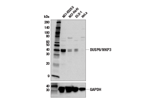 Western Blotting Image 1: DUSP6/MKP3 Antibody