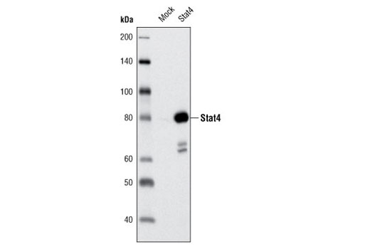 Western Blotting Image 1: Stat4 (2A2) Mouse mAb