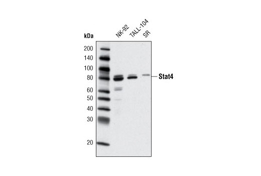Western Blotting Image 2: Stat4 (2A2) Mouse mAb