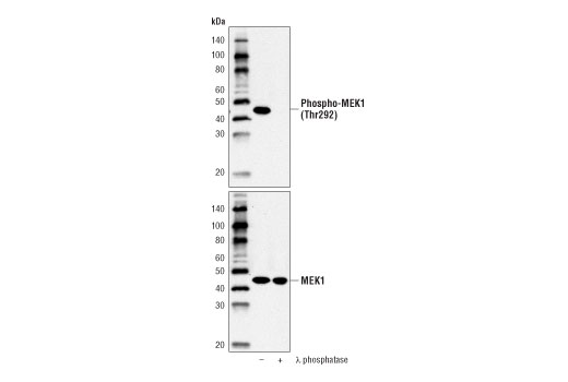 Western Blotting Image 1: Phospho-MEK1 (Thr292) Antibody