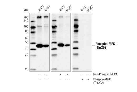 Western Blotting Image 2: Phospho-MEK1 (Thr292) Antibody