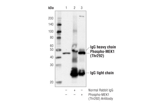 Immunoprecipitation Image 1: Phospho-MEK1 (Thr292) Antibody