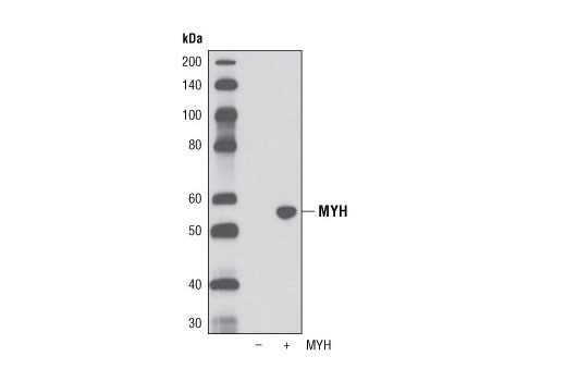Western Blotting Image 2: MYH Antibody