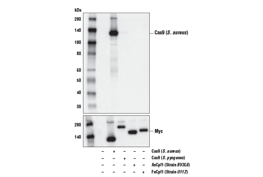  Image 4: Cas9 and Associated Proteins Antibody Sampler Kit