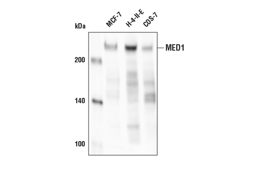 Western Blotting Image 1: MED1 Antibody