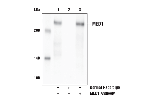 Immunoprecipitation Image 1: MED1 Antibody