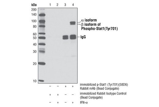 Immunoprecipitation Image 1: Phospho-Stat1 (Tyr701) (58D6) Rabbit mAb (Sepharose® Bead Conjugate)
