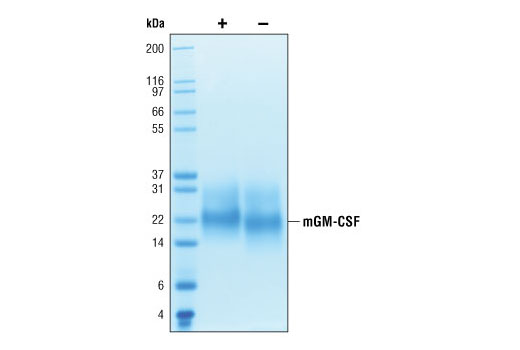  Image 2: Mouse Granulocyte Macrophage Colony Stimulating Factor (mGM-CSF)