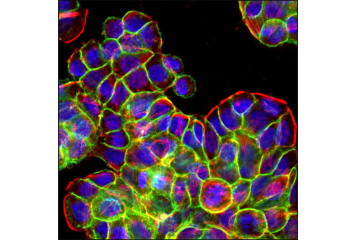 Immunofluorescence Image 1: EpCAM (VU1D9) Mouse mAb (Alexa Fluor® 488 Conjugate)