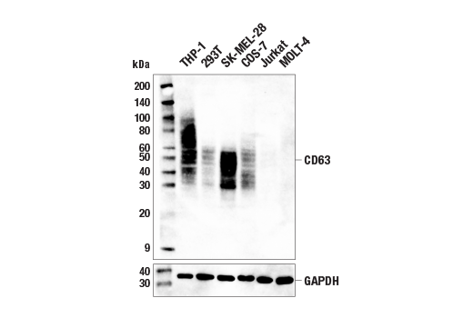  Image 10: Human Reactive Exosome Marker Antibody Sampler Kit