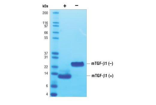  Image 2: Mouse Transforming Growth Factor β1 (mTGF-β1)