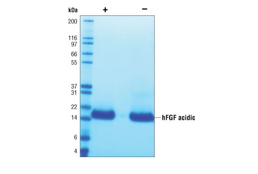  Image 2: Human FGF acidic (hFGF acidic)